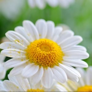 Meet your Posher, Elisa